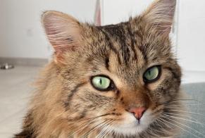 Verdwijningsalarm Kat Mannetje, 2 jaar Pujaut Frankrijk
