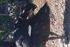 Ontdekkingsalarm Vogel Onbekend Villecroze Frankrijk