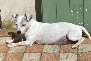 Verdwijningsalarm Hond Vrouwtje, 13 jaar La Mothe-Saint-Héray Frankrijk