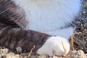 Verdwijningsalarm Kat rassenvermenging Mannetje, 7 jaar Hendaye Frankrijk