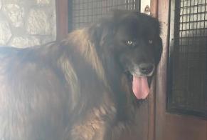 Ontdekkingsalarm Hond Mannetje Marseille Frankrijk
