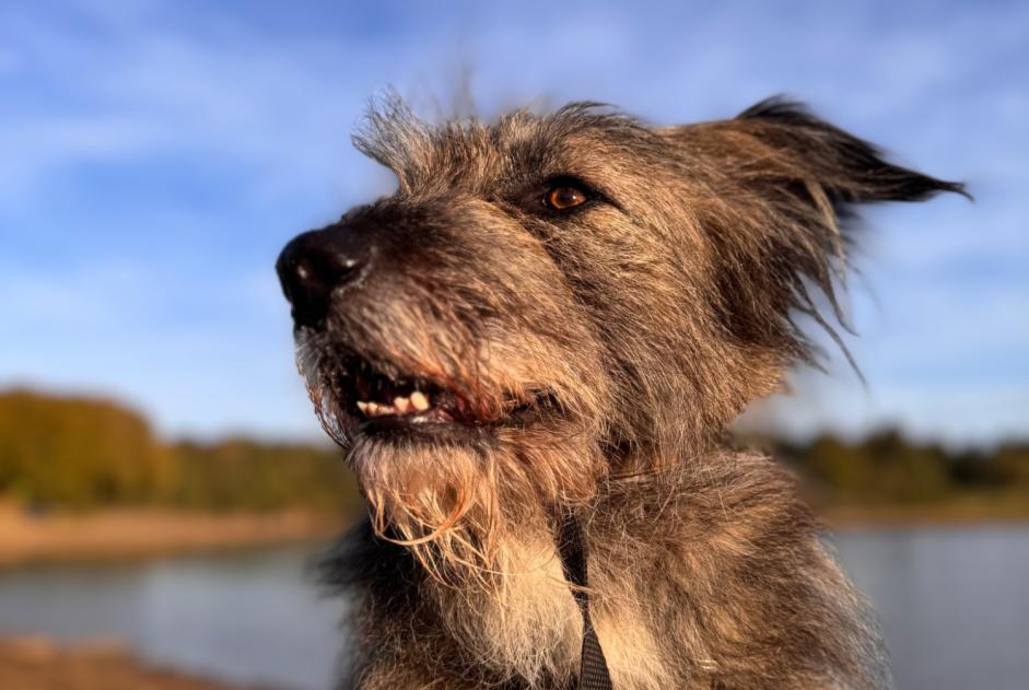 Verdwijningsalarm Hond Mannetje , 5 jaar Lanfains Frankrijk
