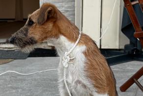 Ontdekkingsalarm Hond rassenvermenging Mannetje Ghisonaccia Frankrijk