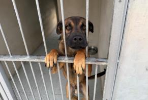 Ontdekkingsalarm Hond rassenvermenging Mannetje, Tussen 9 en 12 maanden Feucherolles Frankrijk