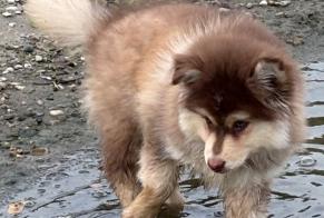 Verdwijningsalarm Hond Mannetje, 0 jaar Clairac Frankrijk