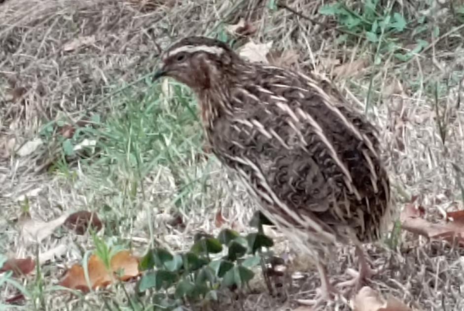 Verdwijningsalarm Vogel Mannetje , 2026 jaar Le Montat Frankrijk