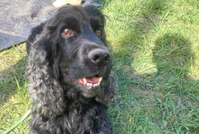 Ontdekkingsalarm Hond Mannetje Baupte Frankrijk