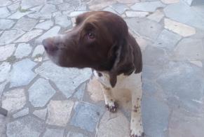 Verdwijningsalarm Hond Mannetje, 8 jaar Parné-sur-Roc Frankrijk