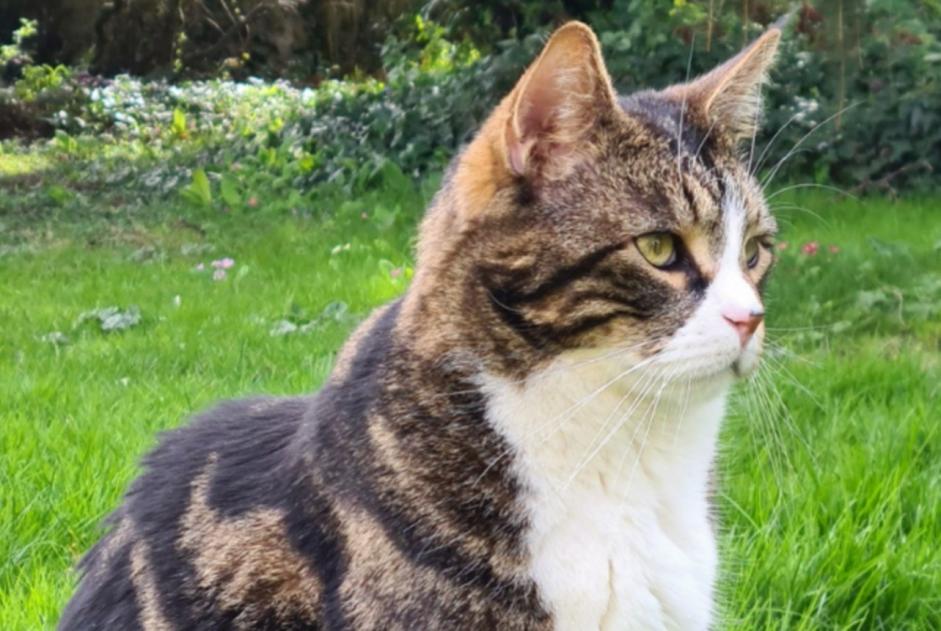 Verdwijningsalarm Kat rassenvermenging Mannetje , 5 jaar Le Tremblay-sur-Mauldre Frankrijk