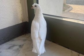 Ontdekkingsalarm Vogel Onbekend Montargis Frankrijk
