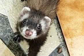 Ontdekkingsalarm Andere Furet Onbekend Salses-le-Château Frankrijk