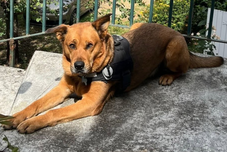 Verdwijningsalarm Hond rassenvermenging Mannetje , 7 jaar Saint-Nicolas-de-Bourgueil Frankrijk