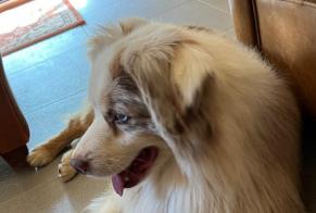 Verdwijningsalarm Hond Mannetje, 8 jaar Condé-en-Normandie Frankrijk