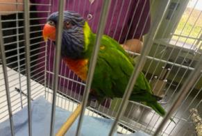 Ontdekkingsalarm Vogel Onbekend Boulogne-sur-Gesse Frankrijk