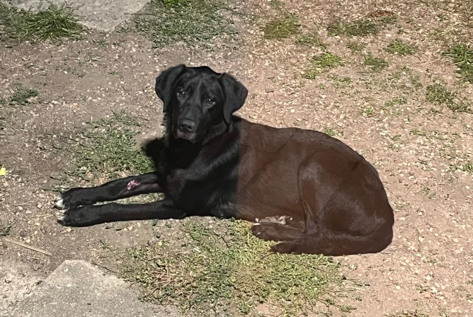Ontdekkingsalarm Hond  Vrouwtje Urzy Frankrijk