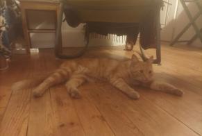 Ontdekkingsalarm Kat Vrouwtje Saint-Étienne Frankrijk
