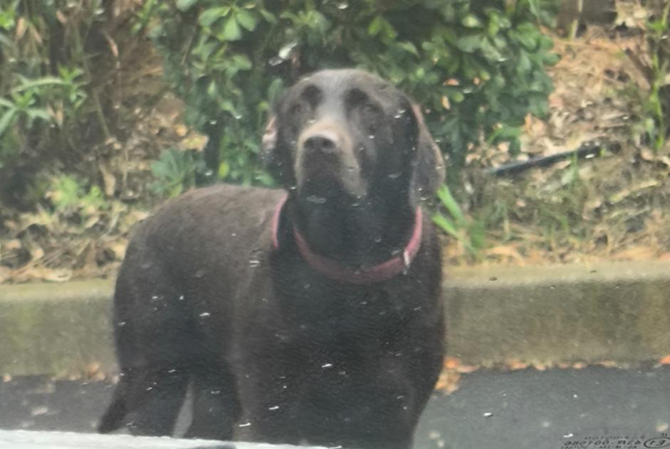 Ontdekkingsalarm Hond  Onbekend Magalas Frankrijk