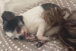 Verdwijningsalarm Hond Mannetje, 10 jaar Les Pavillons-sous-Bois Frankrijk