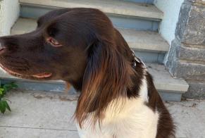 Verdwijningsalarm Hond Mannetje, 4 jaar Écully Frankrijk
