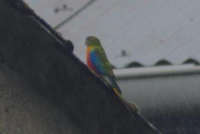 Ontdekkingsalarm Vogel Onbekend Mauges-sur-Loire Frankrijk