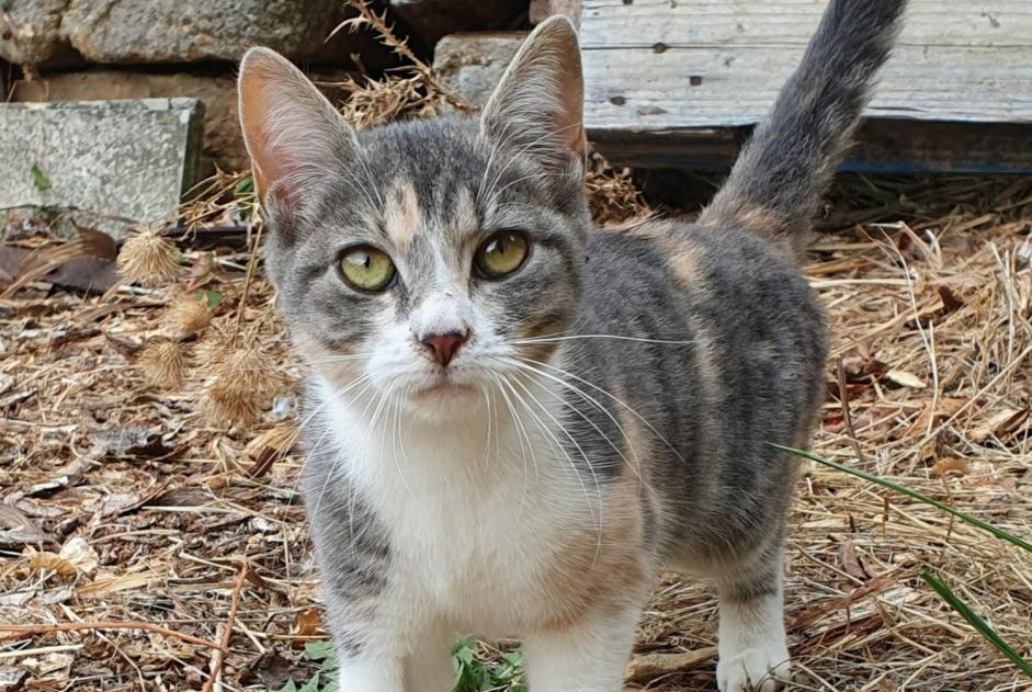 Ontdekkingsalarm Kat Onbekend Saint-Mesmin Frankrijk