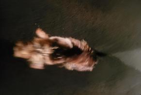 Ontdekkingsalarm Hond Onbekend Fougueyrolles Frankrijk