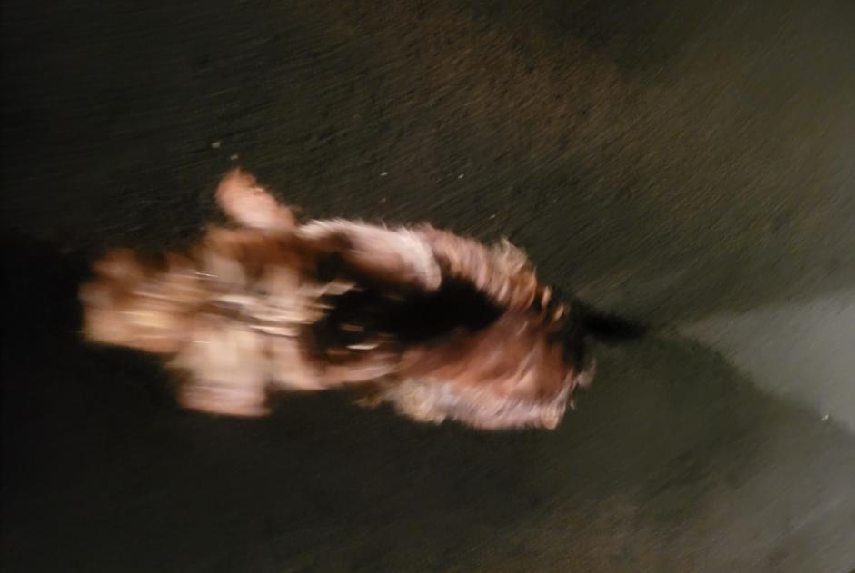 Ontdekkingsalarm Hond Onbekend Fougueyrolles Frankrijk