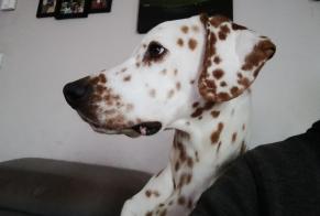 Verdwijningsalarm Hond Mannetje, 5 jaar Nice Frankrijk