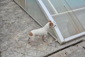 Ontdekkingsalarm Hond Vrouwtje Grépiac Frankrijk