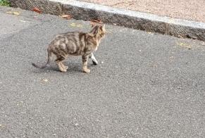 Ontdekkingsalarm Kat Onbekend Nevers Frankrijk