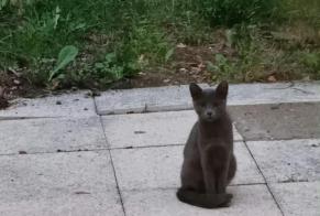 Ontdekkingsalarm Kat Onbekend Inguiniel Frankrijk