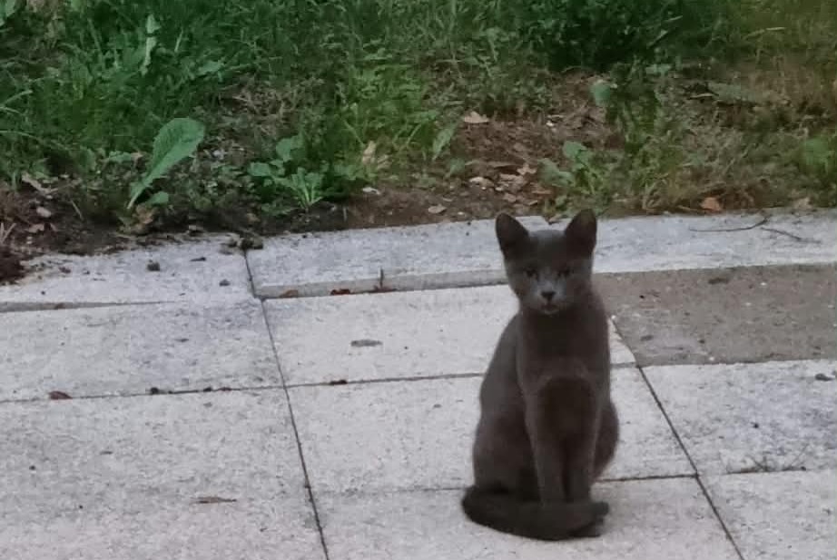 Ontdekkingsalarm Kat  Onbekend Inguiniel Frankrijk