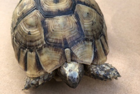 Ontdekkingsalarm Schildpad Onbekend Os-Marsillon Frankrijk