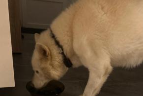 Ontdekkingsalarm Hond rassenvermenging Mannetje Ahuillé Frankrijk