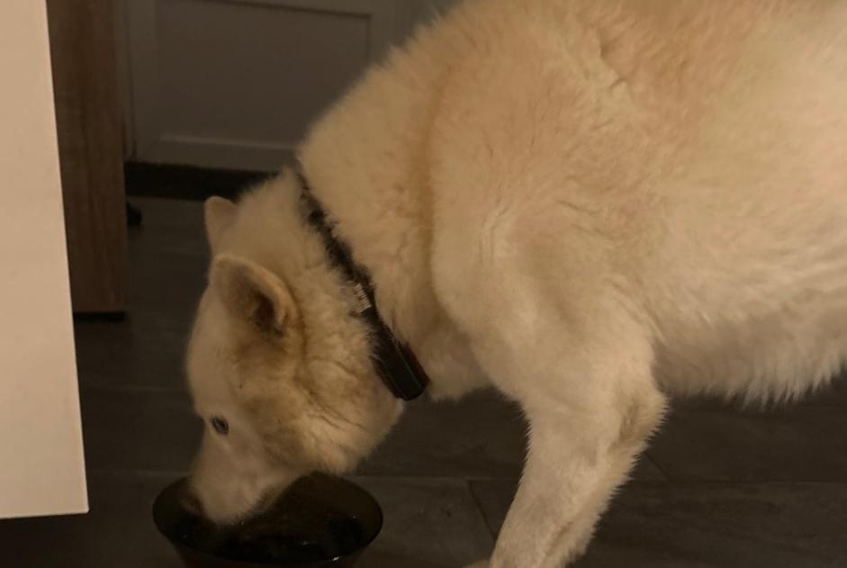 Ontdekkingsalarm Hond rassenvermenging Mannetje Ahuillé Frankrijk