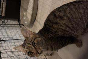 Ontdekkingsalarm Kat Vrouwtje Moncoutant-sur-Sèvre Frankrijk