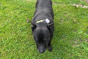 Ontdekkingsalarm Hond Mannetje Vascœuil Frankrijk
