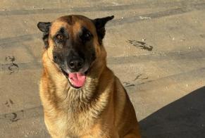 Ontdekkingsalarm Hond rassenvermenging Mannetje Gémenos Frankrijk