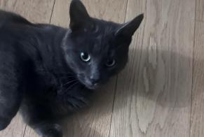 Ontdekkingsalarm Kat Mannetje Fleury-les-Aubrais Frankrijk