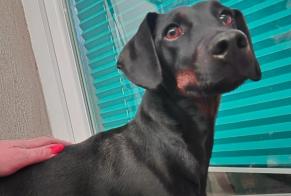 Ontdekkingsalarm Hond Mannetje Les Essarts-le-Roi Frankrijk