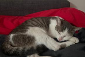 Ontdekkingsalarm Kat Vrouwtje Bois-Colombes Frankrijk