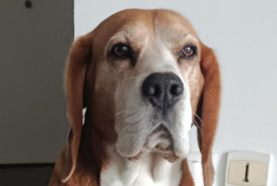 Verdwijningsalarm Hond  Mannetje , 8 jaar Saint-Aubin-de-Médoc Frankrijk