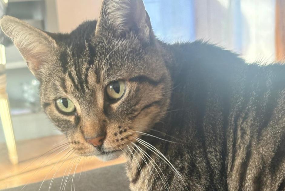 Verdwijningsalarm Kat Mannetje , 6 jaar Montlhéry Frankrijk