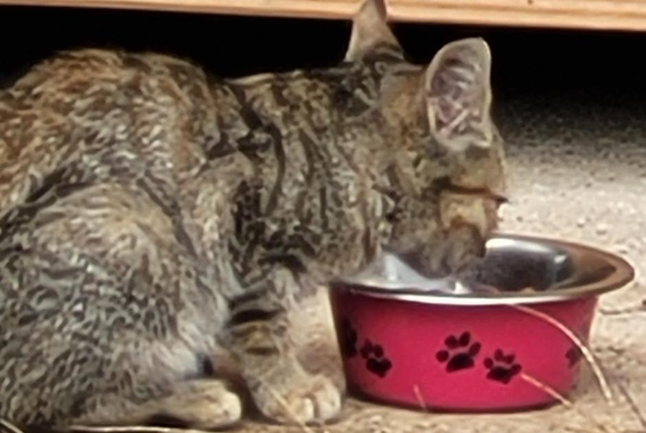 Ontdekkingsalarm Kat Onbekend , Tussen 1 en 3 maanden Rochechouart Frankrijk