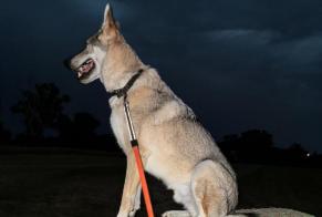 Verdwijningsalarm Hond rassenvermenging Mannetje, 4 jaar Montauban Frankrijk