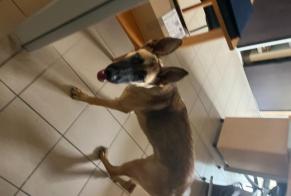 Ontdekkingsalarm Hond Vrouwtje Nanteuil Frankrijk