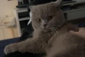 Verdwijningsalarm Kat Mannetje, 1 jaar Issy-les-Moulineaux Frankrijk