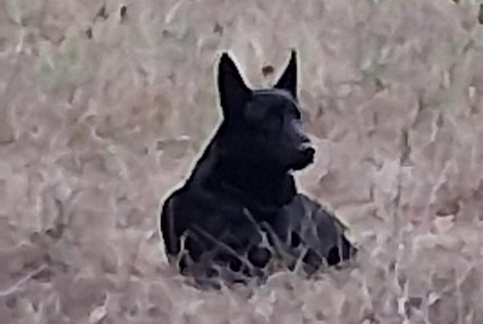 Ontdekkingsalarm Hond Onbekend Mayac Frankrijk