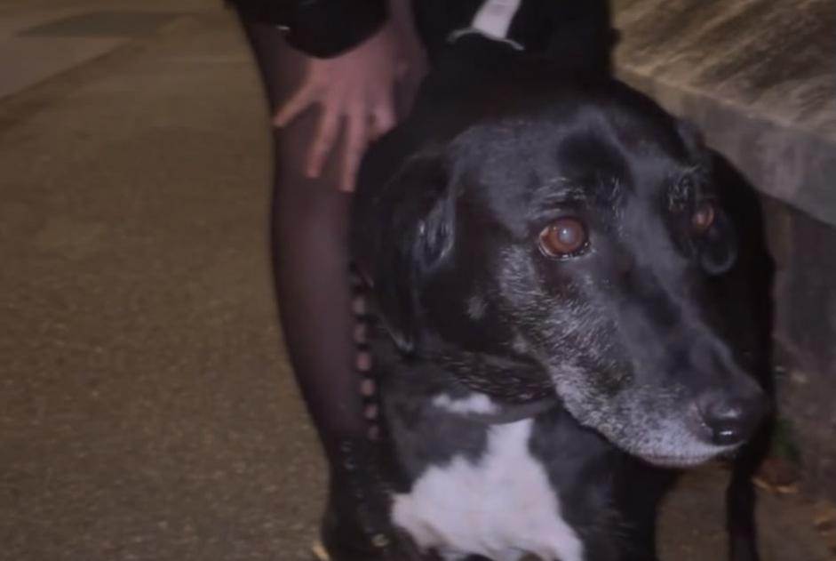 Ontdekkingsalarm Hond rassenvermenging Mannetje Poissy Frankrijk