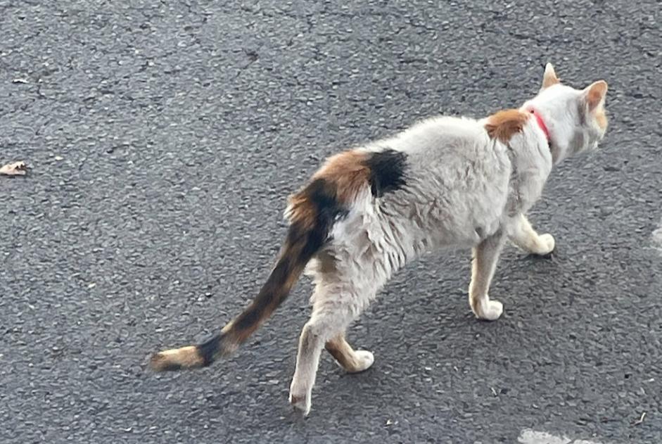Ontdekkingsalarm Kat Onbekend , 4 jaar Ivry-sur-Seine Frankrijk